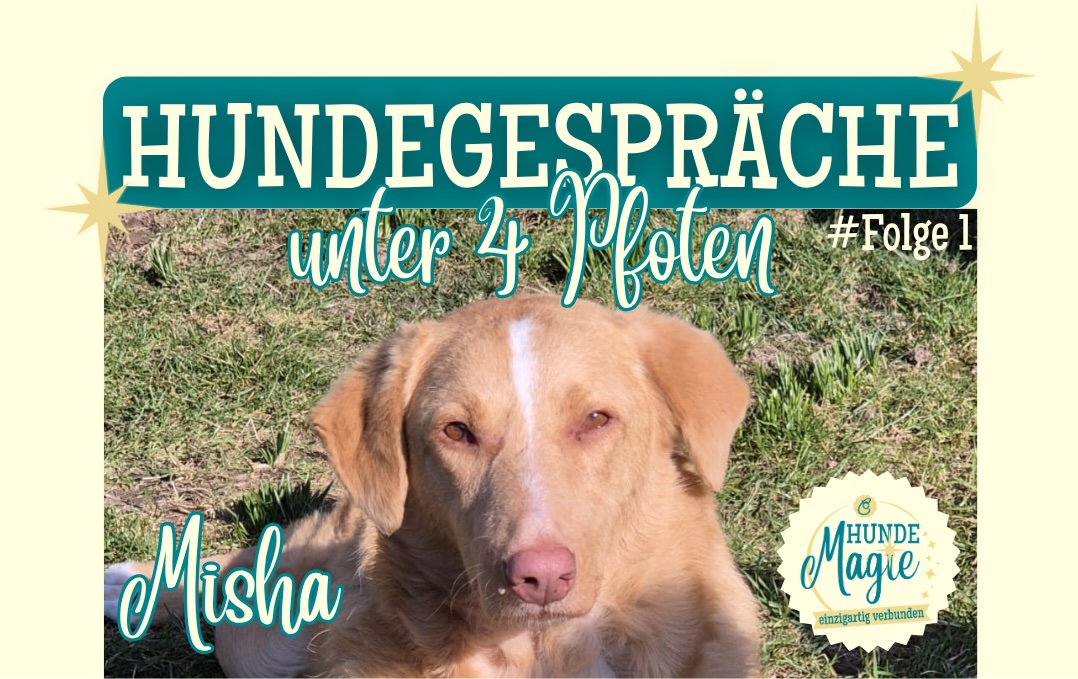HUNDEGESPRÄCHE unter 4 Pfoten - Wie Hunde die Welt sehen #Folge 1 - Hündin Misha