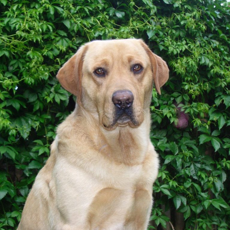 Zias • 2005 - 2019